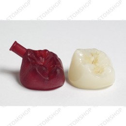 Asiga PRO2 - компактный профессиональный 3D принтер для стоматологов