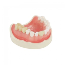 RAYDENT Studio - стоматологический настольный 3D-принтер c технологией  ЖК-печати